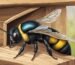 Do Carpenter Bees Sting?